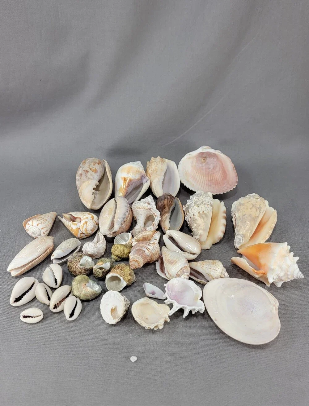 Mixed Shell Seashell Lot Beach Wedding Coastal Nautical Crafts Decor